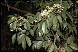 Image result for Rourea