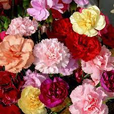 Australian Seed Carnation Dwarf Fragrance Mix Dianthus Caryophyllus Carnations Flowers