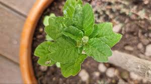 Image result for Amaranthus blitum