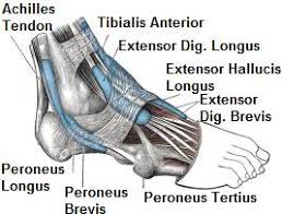 upper ankle diagram schematics online