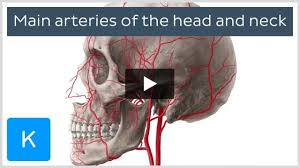 Image result for carotid artery