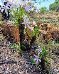 Image result for Xerophyta