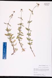 Image result for Spermacoce verticillata