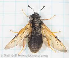 Image result for Trichopteryx elegantula