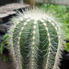 With a variety of methods and care instructions. The Rounded Ball Cactus Parodia Magnifica Succulent City