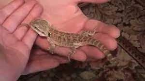 Baby Bearded Dragon Eating Meal Worms Youtube