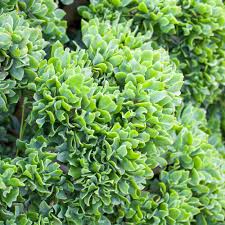 Image result for Crassula rhodesica