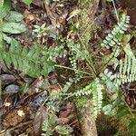 Image result for Asplenium barteri