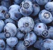 Blueberry grading machine - every blueberry counts | Ellips ...