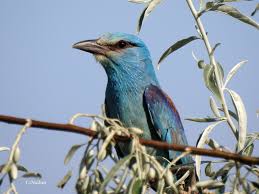 Cat 2021 is scheduled in november 2021, the registration process for which will begin in july. Pasari Din Romania La Distanta De Un Secol Schimbari Mari Si Mici 7