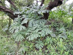 Image result for Anchomanes