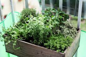 Hydroponics is the type of crop where roots of plants are submerged in first you have to have a very fertile ground for the herb to grow, in other words, make sure that your garden is well fertilized with natural mature. How To Grow An Herb Garden In Your Apartment