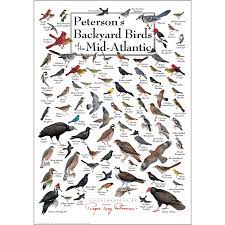 Peterson S Backyard Birds Of The Mid Atlantic Poster Bird Identification Bird Poster Backyard Birds