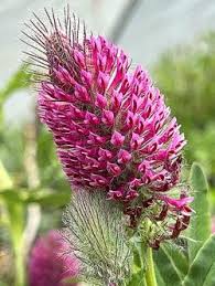Image result for Trifolium usambarense