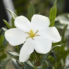 Image result for Gardenia transvenulosa