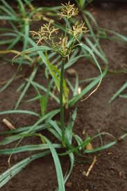 Image result for Cyperus alopecuroides
