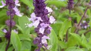 Selain daun, khasiat selasih untuk batuk bisa diambil dari bijinya. Simaklah Inilah Dia 15 Manfaat Dan Khasiat Daun Selasih Untuk Kesehatan Youtube