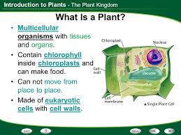 Maybe you would like to learn more about one of these? Table Of Contents The Plant Kingdom Photosynthesis And Light Ppt Download