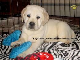 However, black lab puppies for sale near me in pa searching is also not. Winston English Champion Lines Labrador Retriever Puppy For Sale In Denver Pa Happy Valentines Day Happyvalentinesday2016i