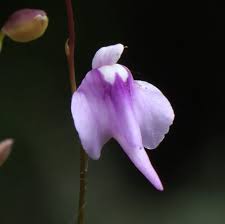 Image result for Utricularia welwitschii