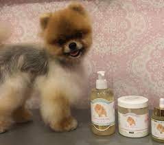 Alopecia X Black Skin Desease Pomeranian Beauty