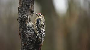 Any of various north and central american woodpeckers of the. Yellow Bellied Sapsucker Sphyrapicus Varius Female Stock Footage Video 100 Royalty Free 13669241 Shutterstock