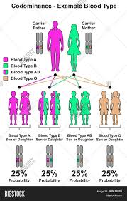 47 systematic blood type probability chart