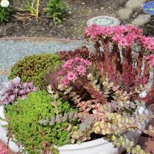 Spero di esserti stata utile!! Piante Grasse Da Esterno Adatte In Vaso 1 Vivaio Online Un Quadrato Di Giardino