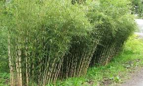 Fargesia Robusta Bamboo Landscape Clumping Bamboo Bamboo Garden
