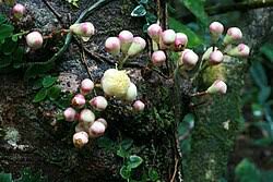 Image result for Syzygium niassense