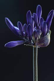 Pin By Daleen Benade On Art Beautiful Flowers Photos Flowers Black Background Flowers Photography