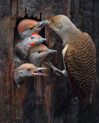 Pin By Marry Van Lankeren On Nature In 2020 Birds Beautiful Birds Cute Animals