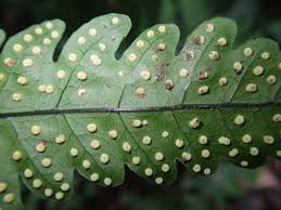 Image result for Tectaria fernandensis