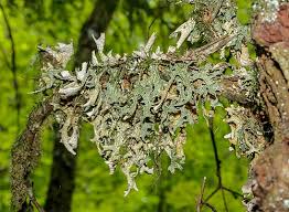 Image result for Gomphocarpus tenuifolius