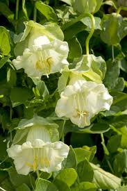 Image result for Cobaea