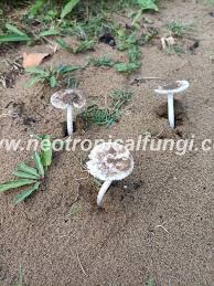 Image result for Aneilema arenicola