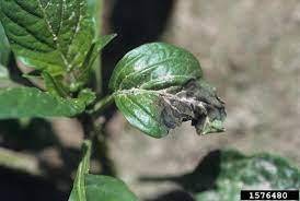 Bananas generally have a very short life span, and several days. Black Colored Pepper Plant Leaves Why Are Pepper Leaves Turning Black And Falling Off