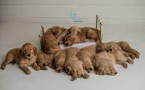 The most recent published articles. Creed Goldens We Are Your Premier Golden Retriever Breeder Servicing Dallas Fort Worth Tex Golden Retriever Breeder Golden Retriever Golden Retriever Family
