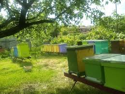 Cumpara in siguranta stupi albine. Vand Stupi Cu Albine Magazie Familii Rame Si Miere Timisoara Olx Ro