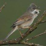 17 january 2021 / ari bird. Tepus Pipi Perak Burung Endemik Jawa Dan Bali Yang Dilindungi Om Kicau