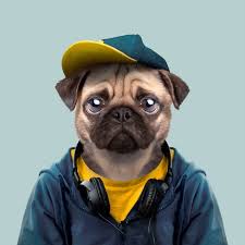 Quality artwork 47 funny dogs to brighten up your day order an oil painting of your pet now at www.petsinportrait.com. Zoo Portraits Pictures Facts And Curiosities About Animals