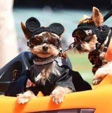Sf Giants Dog Mickey Mouse Hat Pet Apparel Small Girl Dog Cloths Hats For Cats Hats For Dogs Pet Clothes Dog Hat Girl And Dog