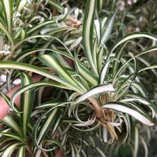 Image result for Chlorophytum perfoliatum