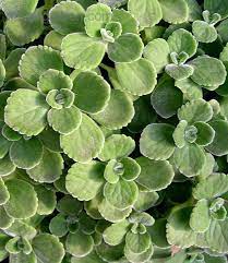 Plantfiles Pictures Plectranthus Cuban Oregano Cerveza N Lime Plectranthus Coleoides By Rxangel Oregano Plant Fragrant Plant Edible Plants
