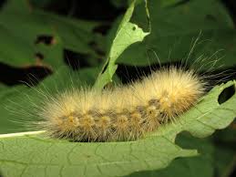 Instead, very carefully remove the caterpillar with a stick or another object. Furry Caterpillars An Identification Guide Owlcation Education