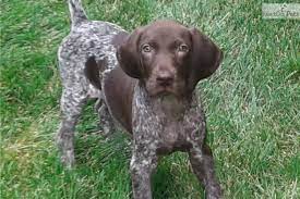 Check spelling or type a new query. German Shorthaired Pointer Ohio