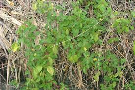 Image result for Macrotyloma