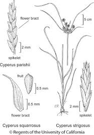 Image result for Cyperus alopecuroides