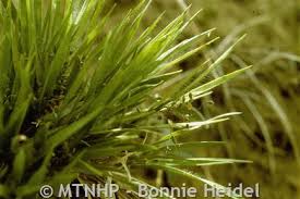 Image result for Panicum monticola