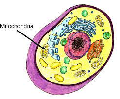 Maybe you would like to learn more about one of these? Mitochondria Hayvan Hucreleri Hucre Zari Biyokimya